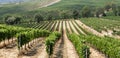 Vineyard in the area of Ã¢â¬â¹Ã¢â¬â¹production of Vino Nobile, Montepulciano, Italy Royalty Free Stock Photo